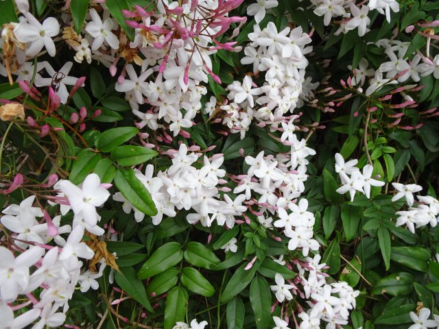 5月の香りの花 ジャスミン 香水bizブログ