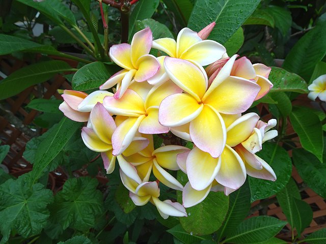 プルメリアの花と香り 板橋の熱帯植物館 香水biz 香る生活 武蔵野ワークス