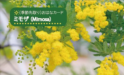 ミモザ（Mimosa）